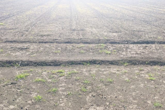 農地と上からさす光